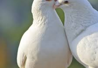 10 Proverbs for the Doves (& others) of this World