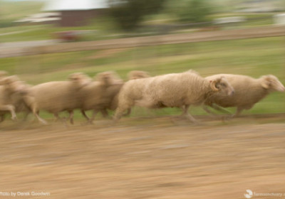 Why The Sheep Flee!
