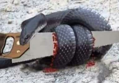 The Parable of a Snake & a Saw