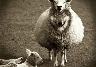 The False Shepherd