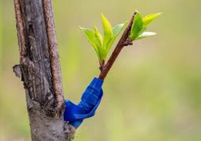 Grafted into Christ#