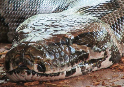 A Python Parable