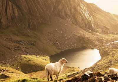 The Negligent Shepherd#