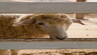 sheepen2.jpg