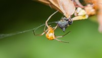 spider.jpg