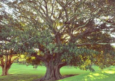 The 1st two fruits from the Tree of Knowledge